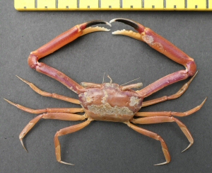 © Thijs de Boer © Thijs de Boer